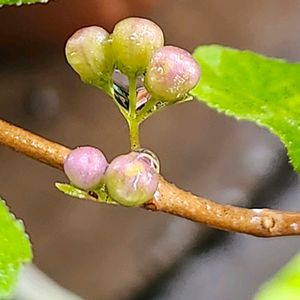 ムラサキシキブ（紫式部）,むらさきしきぶ(紫式部),ミニ盆栽,色づくの画像