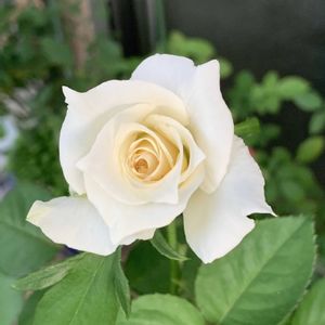 バラ パスカリ,プラムパーフェクト,バラ 鉢植え,ばら バラ 薔薇,バルコニー/ベランダの画像