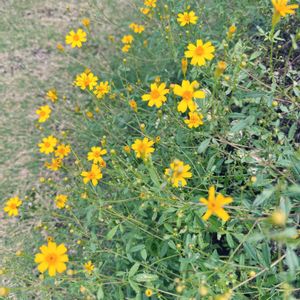 レモンマリーゴールド,花のある暮らし,ハーブのある暮らし,今日のいちまい,おうち園芸の画像