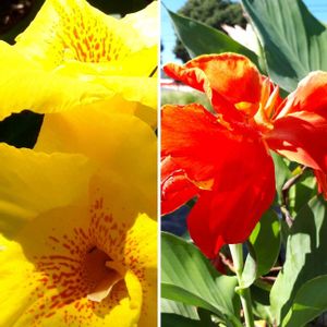 カンナ,花言葉,今日のお花,しあわせ運べるように,いつも心に太陽をの画像