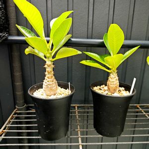 パキポディウム・ウィンゾリー,植え替え,実生,パキポディウム属,黒プラ鉢の画像