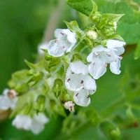 シソ,青紫蘇,青紫蘇,シソ(大葉),＊今日のお花＊の画像