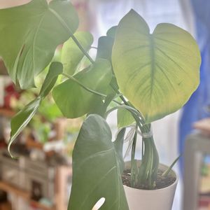 モンステラ,観葉植物,ひっそり,剪定後,がんばれの画像