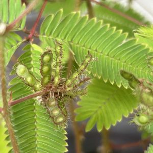 オジギソウ,植木鉢,種かな,小さな庭の画像