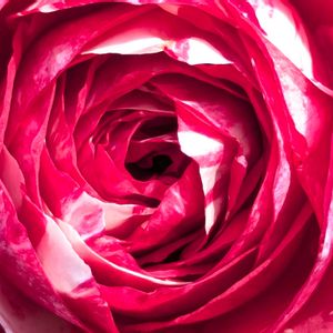 ギボウシ,バラ,ギボウシ（ホスタ）,薔薇 センチメンタル,薔薇 センチメンタルの画像