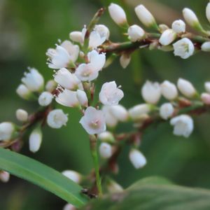 ユーパトリウム チョコレート,シロバナサクラタデ,地植え,白い花,かわいい雑草の画像