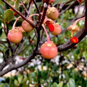 モッコク,植栽,在来種,モッコク科,常緑広葉樹の画像