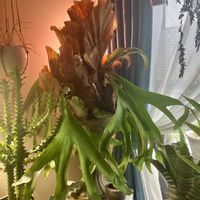 観葉植物,植物,ガーデニング,ビカクシダ属,着生植物の画像