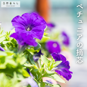 ペチュニア,ガーデニング,花のある暮らし,植物のある暮らし,肥料の画像