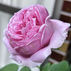 グレイス,薔薇,ブルーバユー,コントドゥラフェール,秋のバラの画像