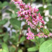 アイ,アイ,ホームセンター,花卉コーナー,宇都宮市郊外の画像