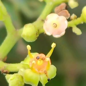 ヤブガラシ,小さな花,雑草,山野草,野草の画像