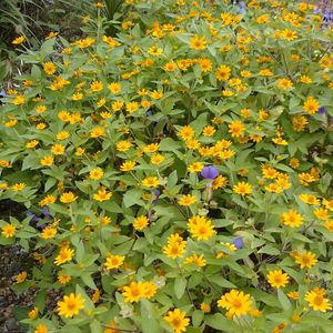 トレニア,メランポジウム,紫の花,黄色の花,玄関の画像