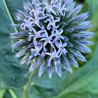 ルリタマアザミ,ルリタマアザミ(瑠璃玉薊),山野草,多年草,季節外れの開花の画像