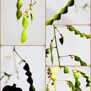 アレチヌスビトハギ,雑草,空き地,ひっつき虫の画像