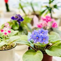 セントポーリア,北海道,♡癒し♡,可愛いうちの子✨,おウチ暮らしの画像