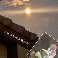 十二の巻,福だるま,コチレドン ,つぶやき,お月様の画像