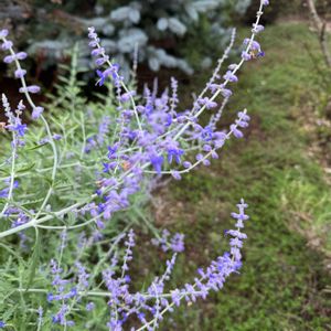 花のある暮らし,ハーブのある暮らし,ロシアン セージ,ハーブ好き,今日のいちまいの画像