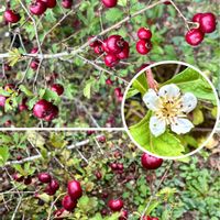 サンザシ,筑波実験植物園,樹木の実の画像