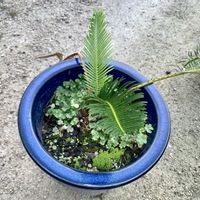 芽キャベツ,借りてる畑,蘇鉄（そてつ）,里山暮らし,家庭菜園の画像