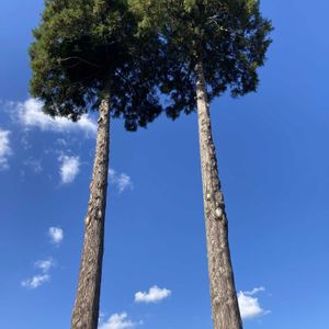 日本庭園,素敵な出会いに感謝,癒され風景,熊本から,いいね♡ありがとうの画像