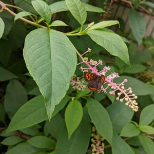 ヨウシュヤマゴボウ,雑草,道端,お出かけ先の画像