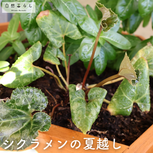 ガーデンシクラメン,ガーデニング,花のある暮らし,植物のある暮らし,肥料の画像