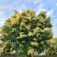 シマトネリコ,シマトネリコ,シマトネリコの実,山野草,しながわ花海道の画像