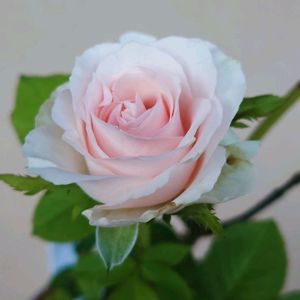 バラ,薔薇,ガーデニング,挿し木,ばら バラ 薔薇の画像