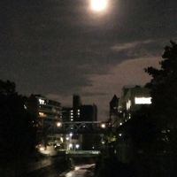 満月,ベンジャミン,ハロウィン,今日のハイビスカス,戦争反対の画像