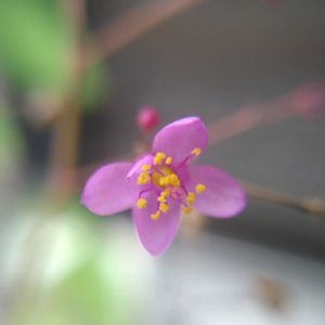 三時草,ナツメ（棗／なつめ）,紫式部（コムラサキ）,ノブドウ(野葡萄),ハゼラン(爆蘭)の画像