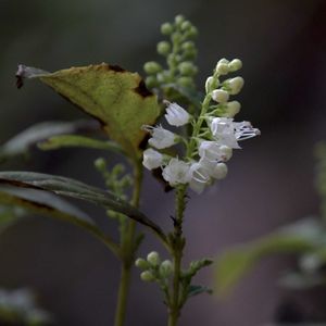 コブシ,シモバシラ,ヒヨドリ,ジョウビタキの画像