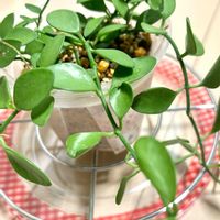 ディスキディア,ディスキディア,観葉植物,初心者の画像