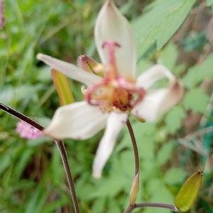 ホトトギス,タイワンホトトギス,白花ホトトギス,白花ホトトギス,シロホトトギスの画像