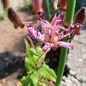 ホトトギス,花言葉,大好きなお花,今日のお花,全てに祈りを♪の画像