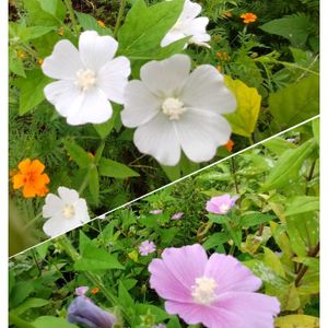 放置栽培。,私の癒し,お花のある暮らし,アノダ,種蒔き栽培の画像