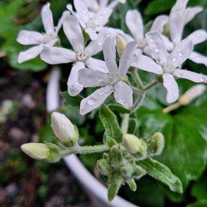 オキシペタラム ブルースター,オキシペタラム ホワイトスター,秋明菊（八重）,秋明菊（八重）,斑入りアベリアの画像