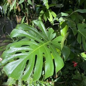 モンステラ,モンステラ,植物園,散歩,温室の画像