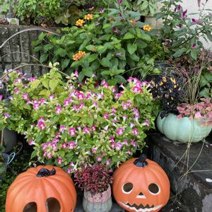 ホテイアオイ,芝生,寄せ植え,植え替え,メダカの画像