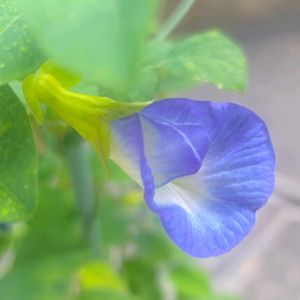 バタフライピー,種まき,花のある暮らし,可愛い花,種から育てるの画像