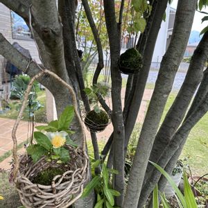 お茶の木,お茶の花,お茶の花,チャノキ,苔（苔玉）の画像