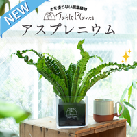 アスプレニウム,観葉植物,GreenSnapSTORE,テーブルプランツ,GSでお買い物の画像