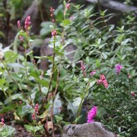 タデアイ,蓼藍(タデアイ),蓼藍(タデアイ),秋の花,花のある暮らしの画像