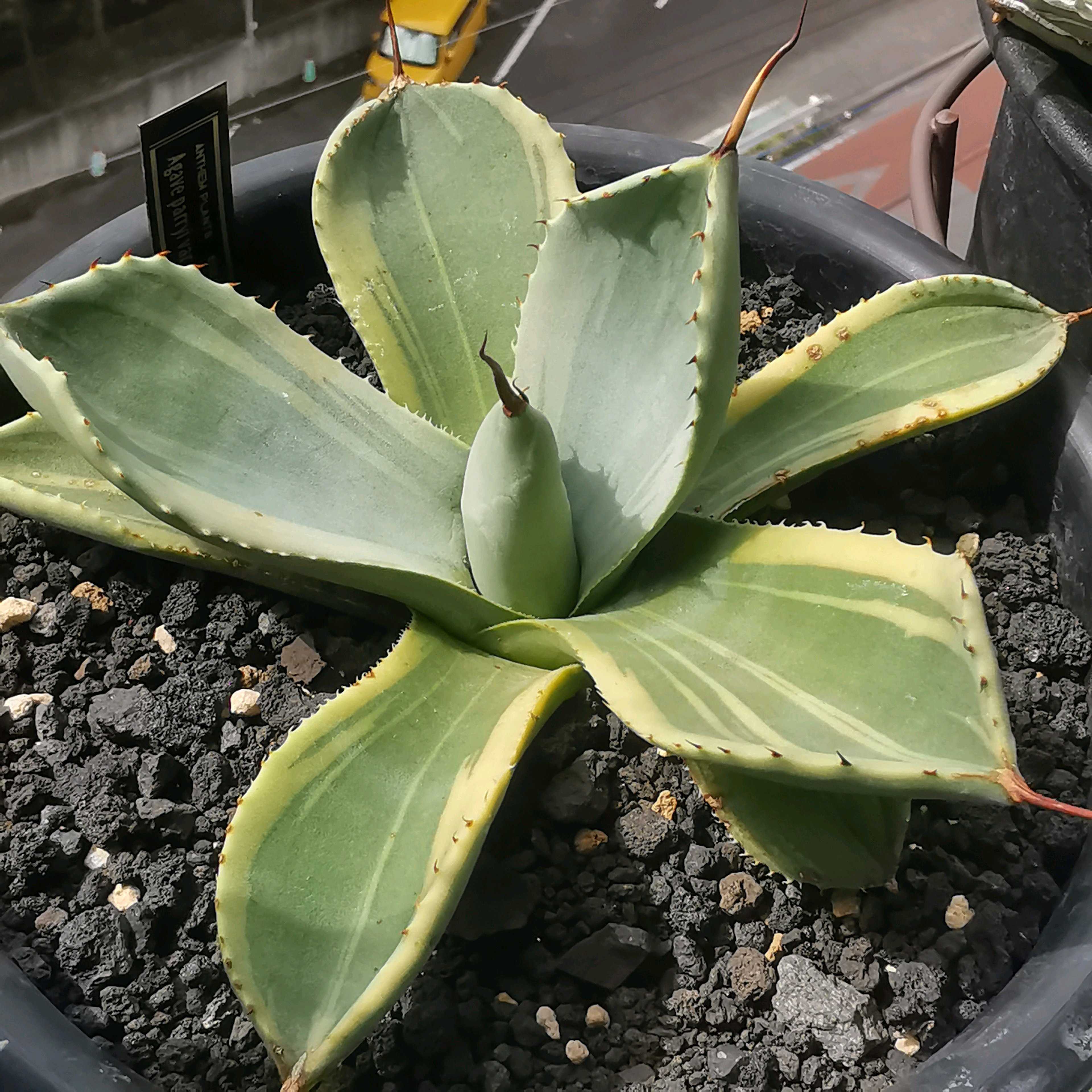 アガベパリー トランカータの一覧｜🍀GreenSnap（グリーンスナップ）