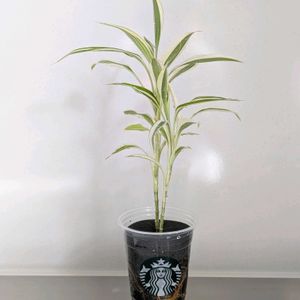 ドラセナ・サンデリアーナ,水耕栽培,テーブルプランツ,table plantsの画像