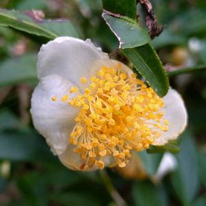 茶の木,チャノキ,雑草,山野草,野草の画像