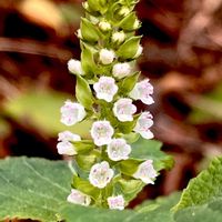 エゴマ,山野草,一年草,シソ科,初見の画像