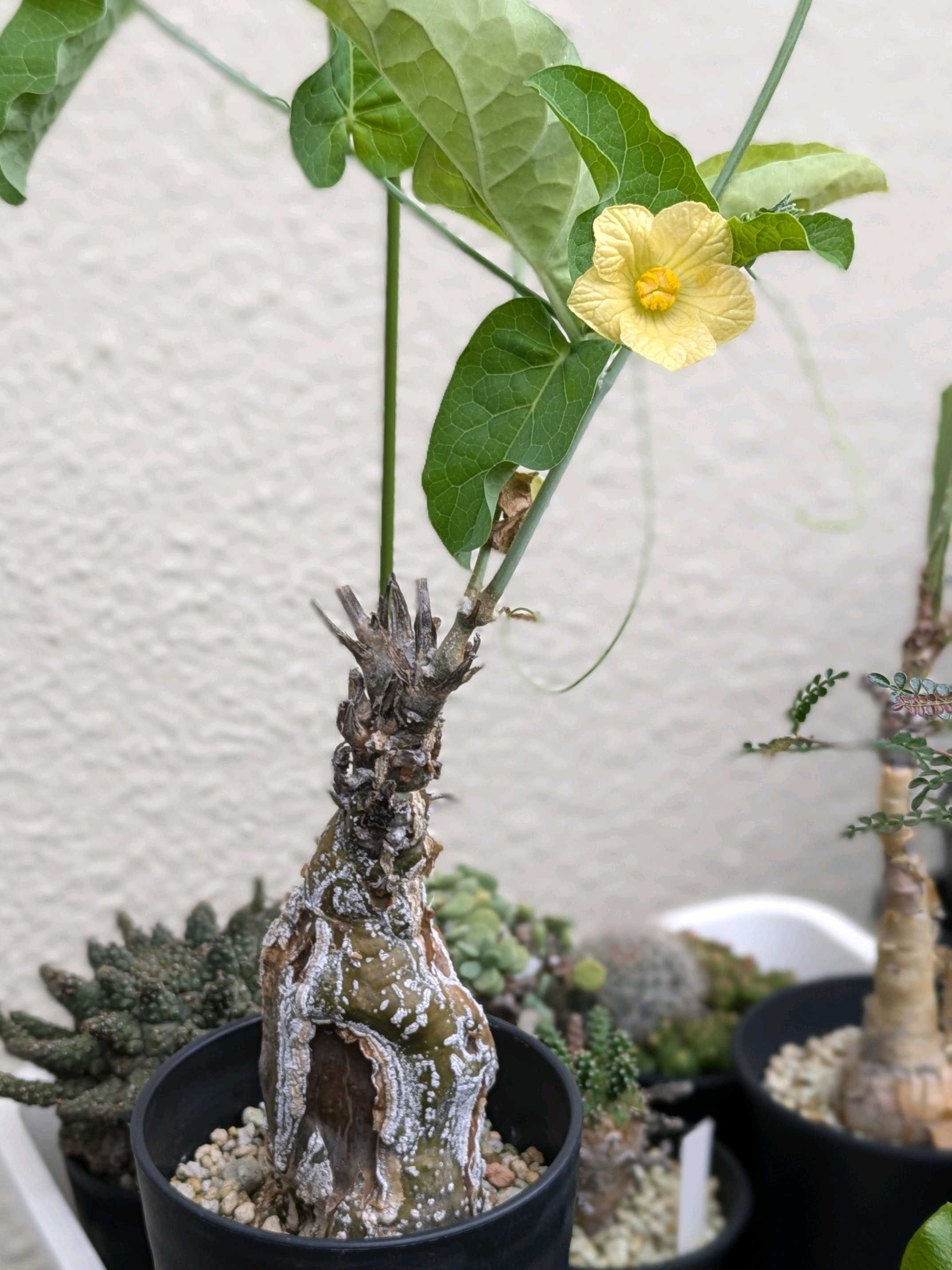 ケファロペンタンドラ・エキローサの一覧|🍀GreenSnap ケファロペンタンドラ・エキローサの一覧|🍀GreenSnap