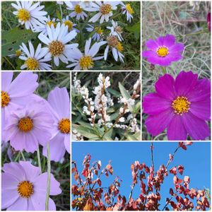 かわいい雑草,季節の花,里山暮らしの画像