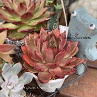 エケベリア,多肉植物,エケベリア属,カエル,junk arrowさんの画像